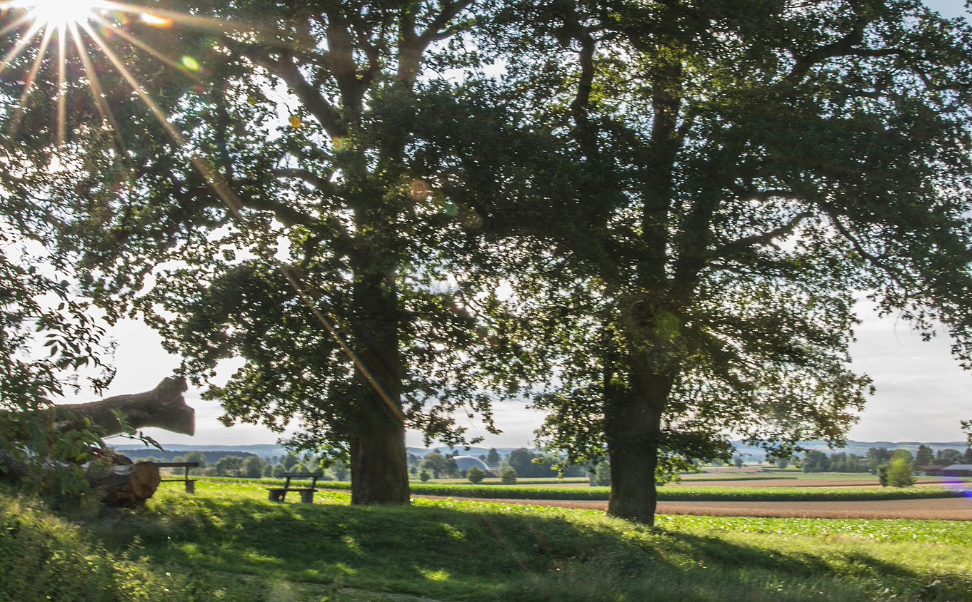 Mertingen_Galgeneichen_033_copywrite_Foto_Rufus46_CC_BY_SA_30 Bildnachweis - Foto: Rufus46 / CC BY-SA 3.0